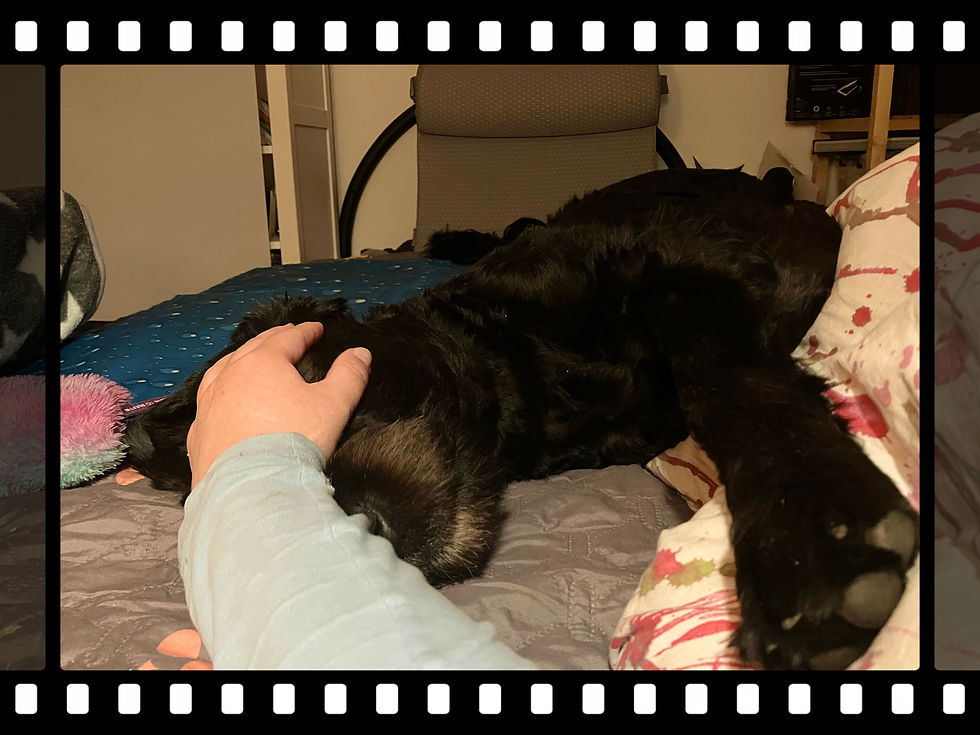 High-Drive Dogs and Pain: When ‘Busy’ Means ‘Hurting’