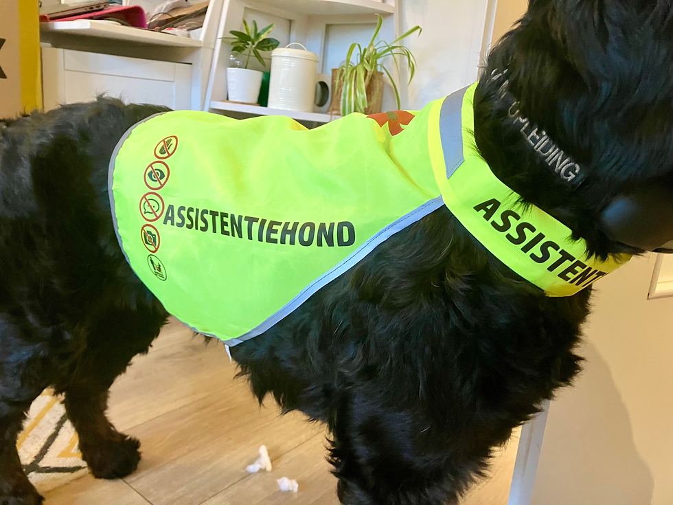 Thumbnail: Fluorgeel hulphonddekje gedragen door een zwarte hond, duidelijk zichtbaar in daglicht.