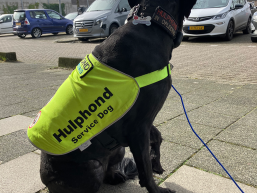 Hulphond or assistentiehond? The difference explained in Dutch and English