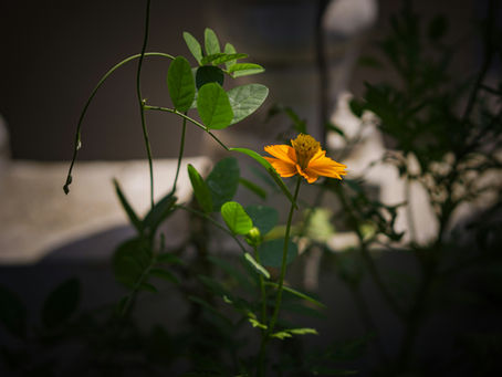 Tips on Developing a Mindfulness Routine
