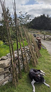 bamboo.jpg
