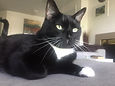 Angela's cat.jpeg