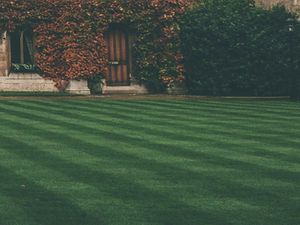 What Is the 1/3 Rule in Lawn Care?