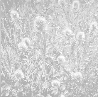 Thistles_Background.png