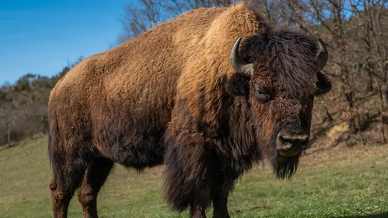 Troupeau de bisons évoluant dans les grands espaces naturels de la Ferme aux Bisons à Lapenne en Ariège.