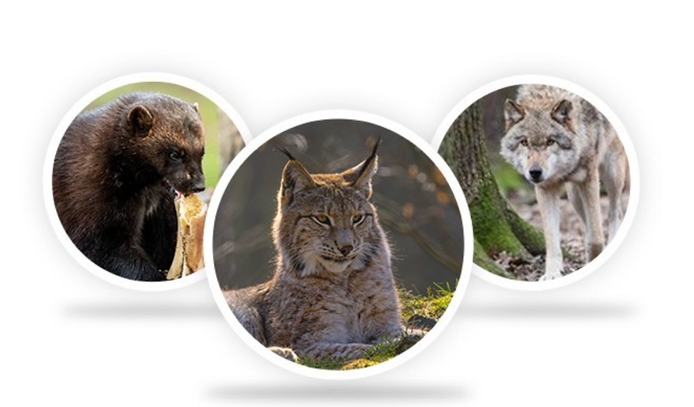 Tigre de Sibérie observé dans son vaste espace naturel au parc animalier EcoZonia dans les Pyrénées-Orientales.