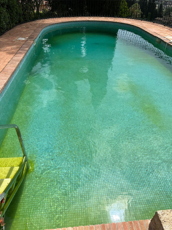 Piscine contaminée par des algues moutarde avant traitement professionnel.