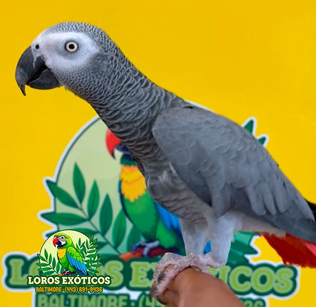 African grey logo.jpg