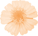 flower.png