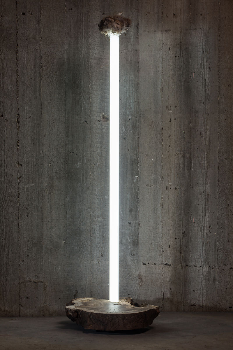 Untitled 2, 125x26x35cm, wood, fluorescent light and a nest, 2016