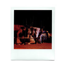 Polaroid