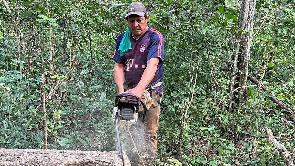 Lumber jack sawing freshly felled logs