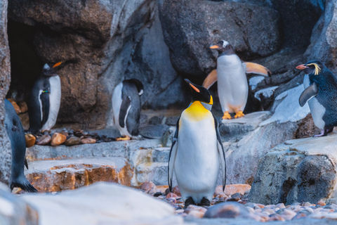 Visiting the penguins at the Calgary Zoo