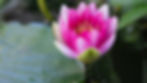 Nenuphar-Feng-shui-Isabelle-magendie_edi