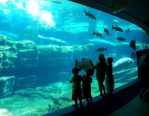 Underwater-manatee-viewing-area-at-SeaWorld-Orlando-2-scaled_edited.jpg