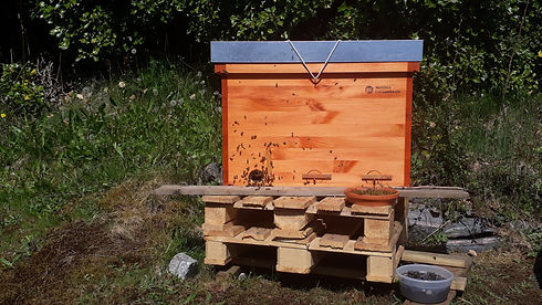Mellifera Beute mittig.jpg