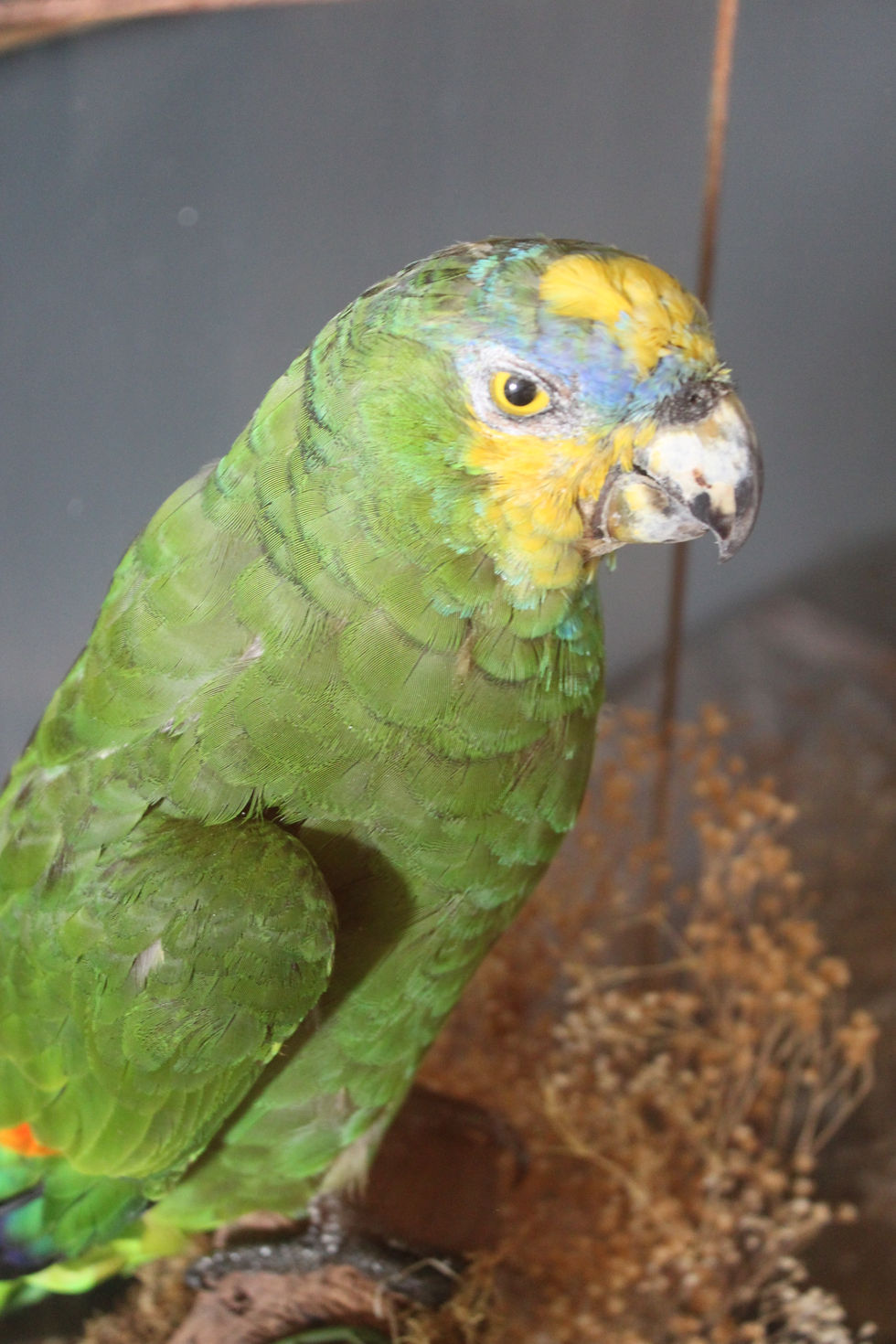 Thumbnail: Who's a pretty boy? Victorian Taxidermy Parrot