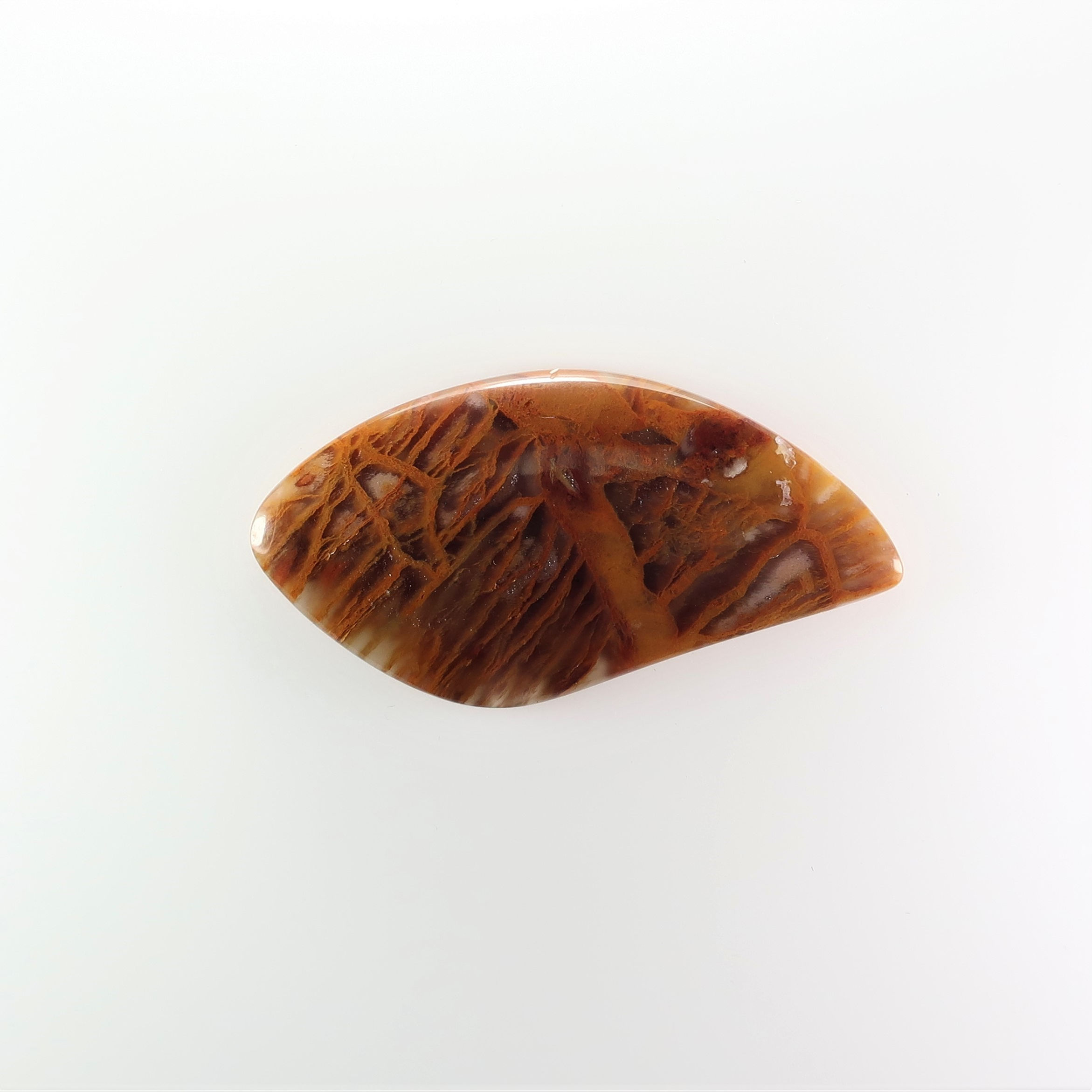 HOA:MS635 (SBBT) (Honey Oak)