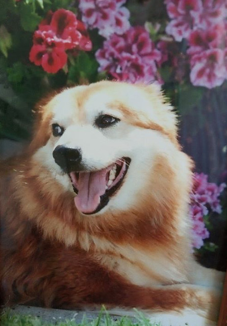 In Memory of Rosie_Oct 19, 2003-June 14,