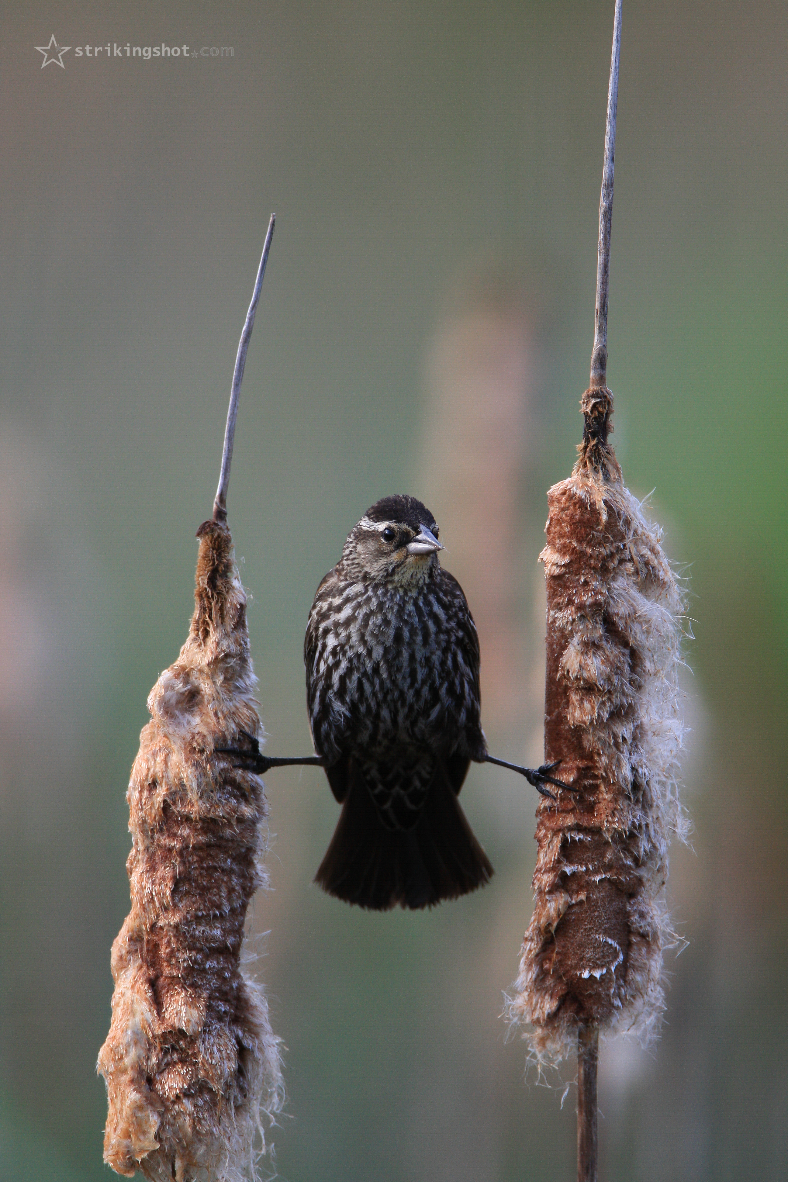Bizarre Bird