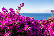 Bikunu - Bougainvilliers