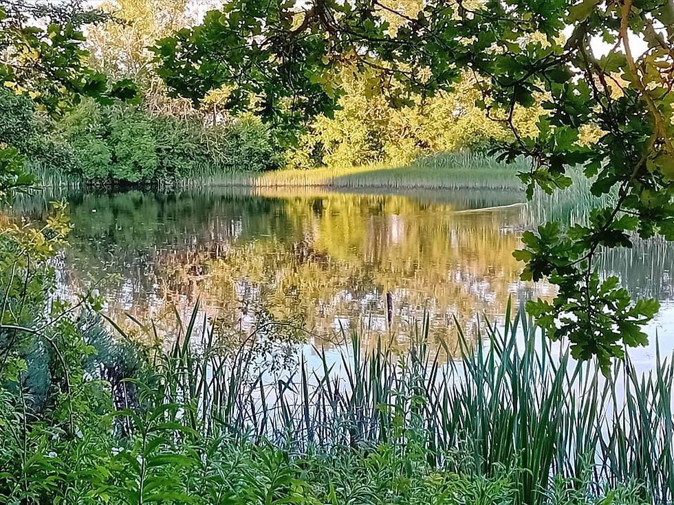 Wide angle view of a family walking on a forest trail surrounded by tall trees