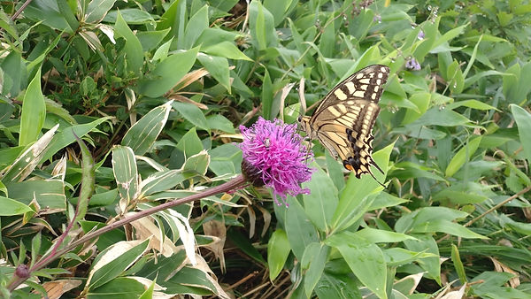 甘いひととき アザミの蜜を吸うアゲハチョウ 白馬八方
