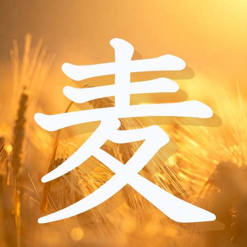 wheat