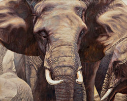 Elephant Close up 30 x 20