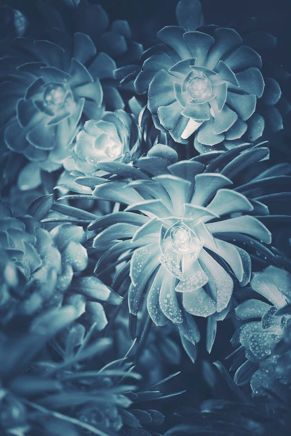 Blue Botanical 16
