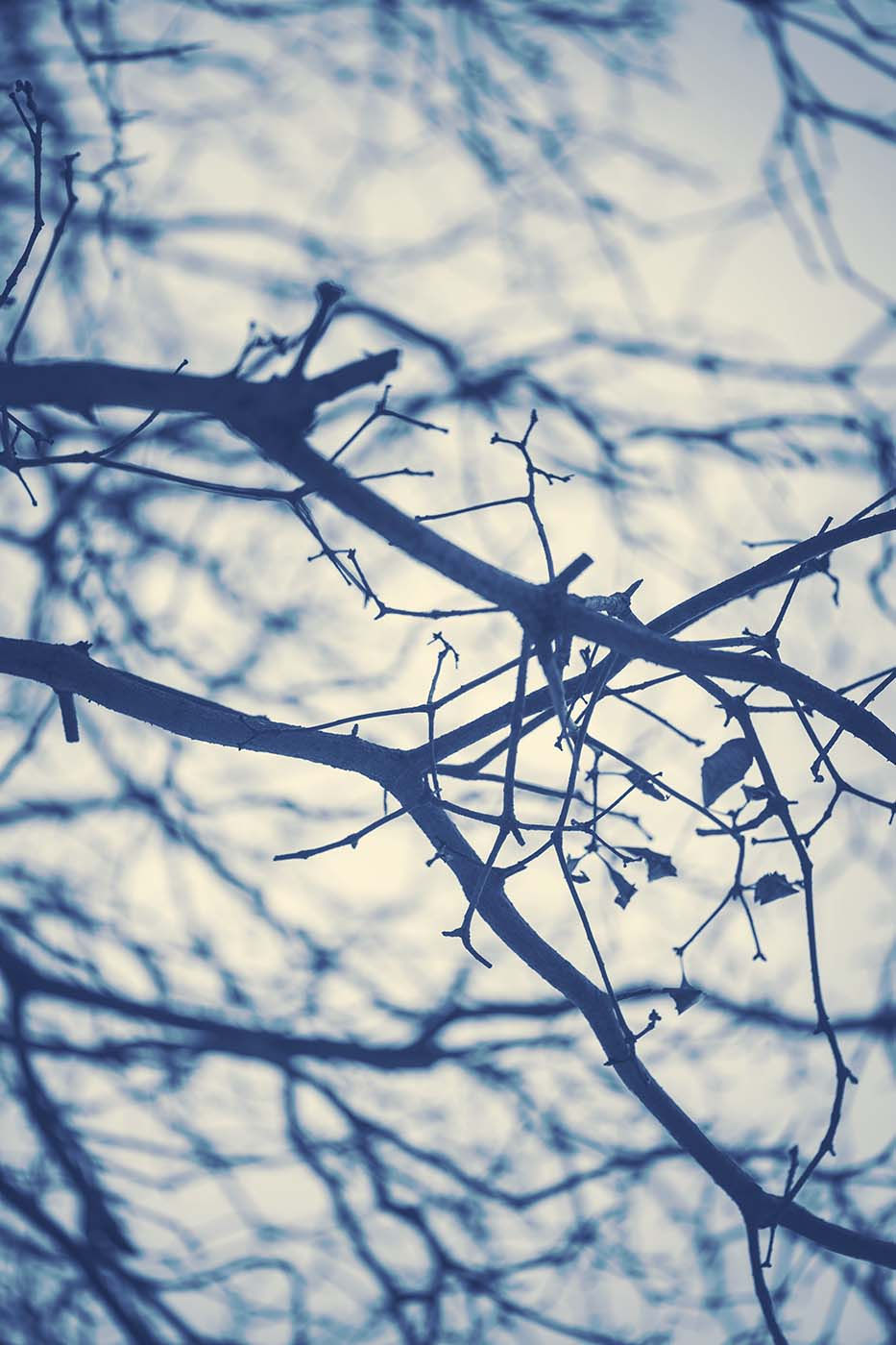 Blue Botanical 12