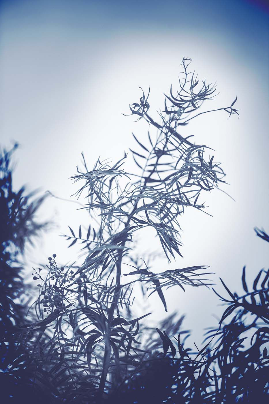 Blue Botanical 9