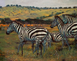 Zebra Run 48 x 36