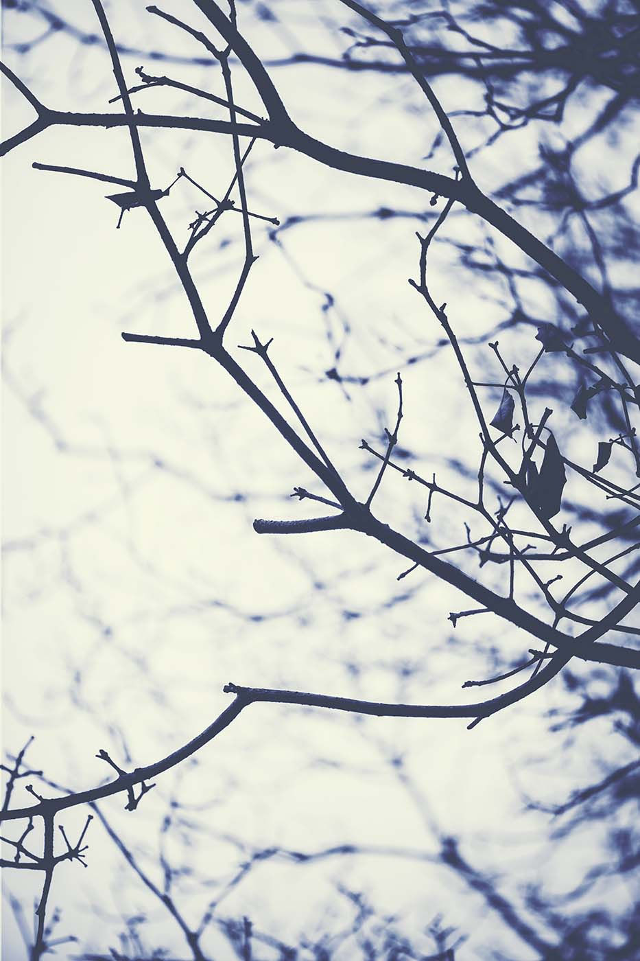 Blue Botanical 11