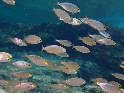 un banco de peces del mediterráneo