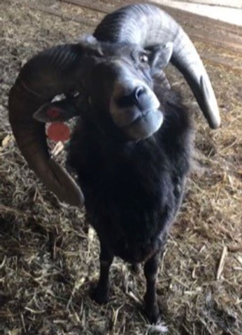 Chubbs head tilted_edited.jpg