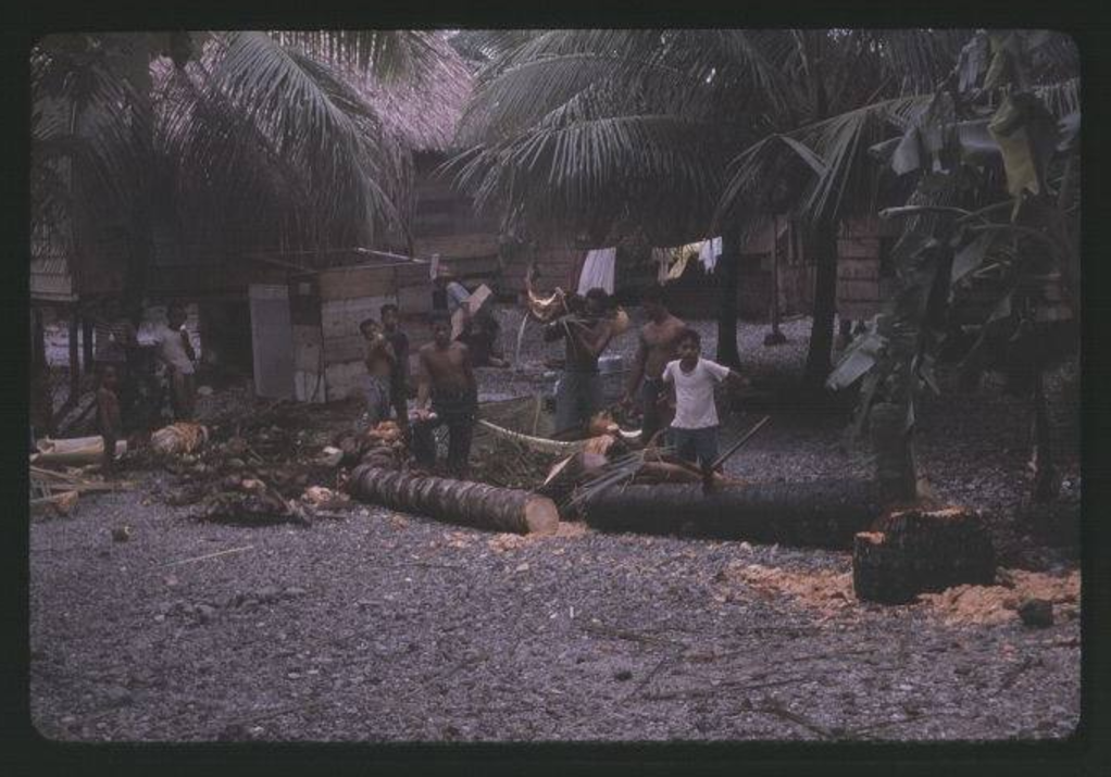 Kili Cutting coconut tree trunk, 12-20-1963 - Photo by Robert Kiste, Source -Robert C Kiste Collecti