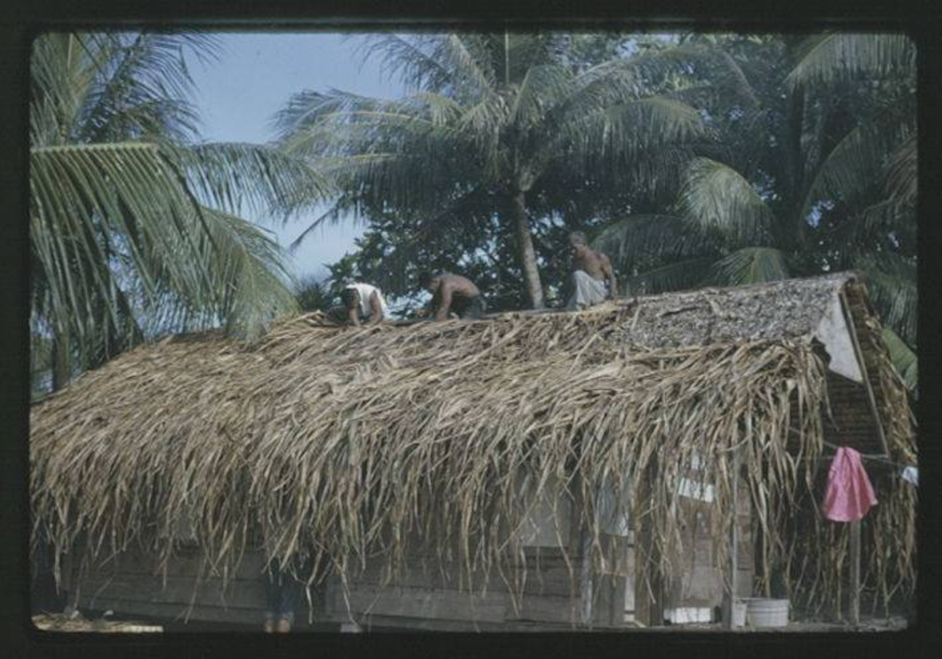 Thatching of Juda's House - 9-17-1963 - Photo by Robert Kiste, Source -Robert C Kiste Collection, UH