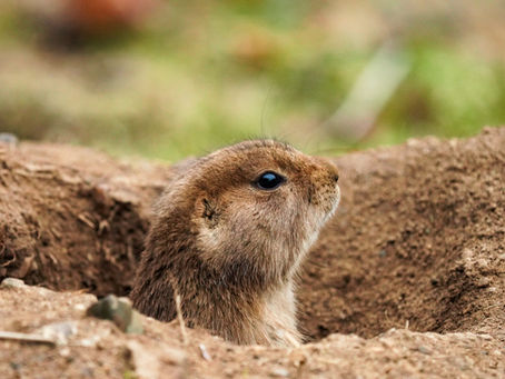 Political Prairie Dog