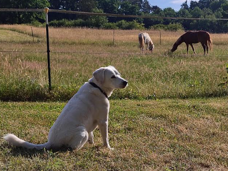 Wenn sich unsere Umgebung verändert, ist der Hund anders?