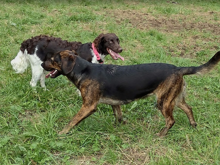 Die Sprache der Hunde beginnt früher, als wir glauben