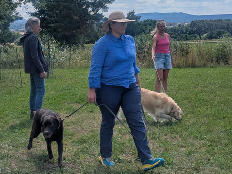 Hundeverhalten verstehen und die Beziehung stärken
