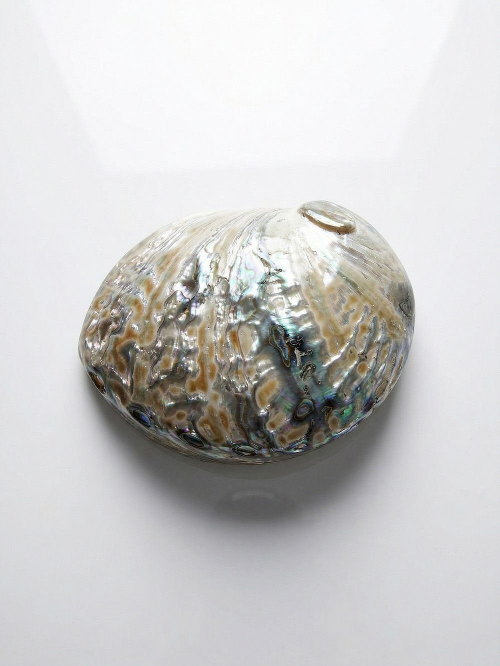 Grande coquille d’ormeau nacre abalone polie, objet de curiosité, vintage XXe