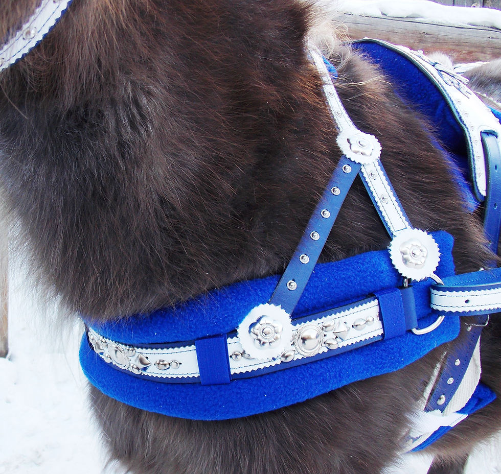 Миниатюра: Выездная упряжь для пони