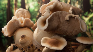 Fungi Will Be Found on Other Planets Says Top Mushroom Expert: 'Matter Begets Life'