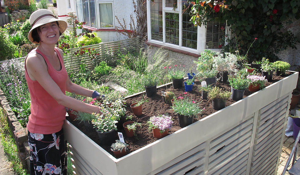 painted contemporary bin store, green roof, alpine plants, alpines, herbs, herb garden, clever storage ideas, bin tidy, bin hideaway, bin cupboard, front garden ideas, wheelie bin store, wheelie bin cupboard, cream bin store,