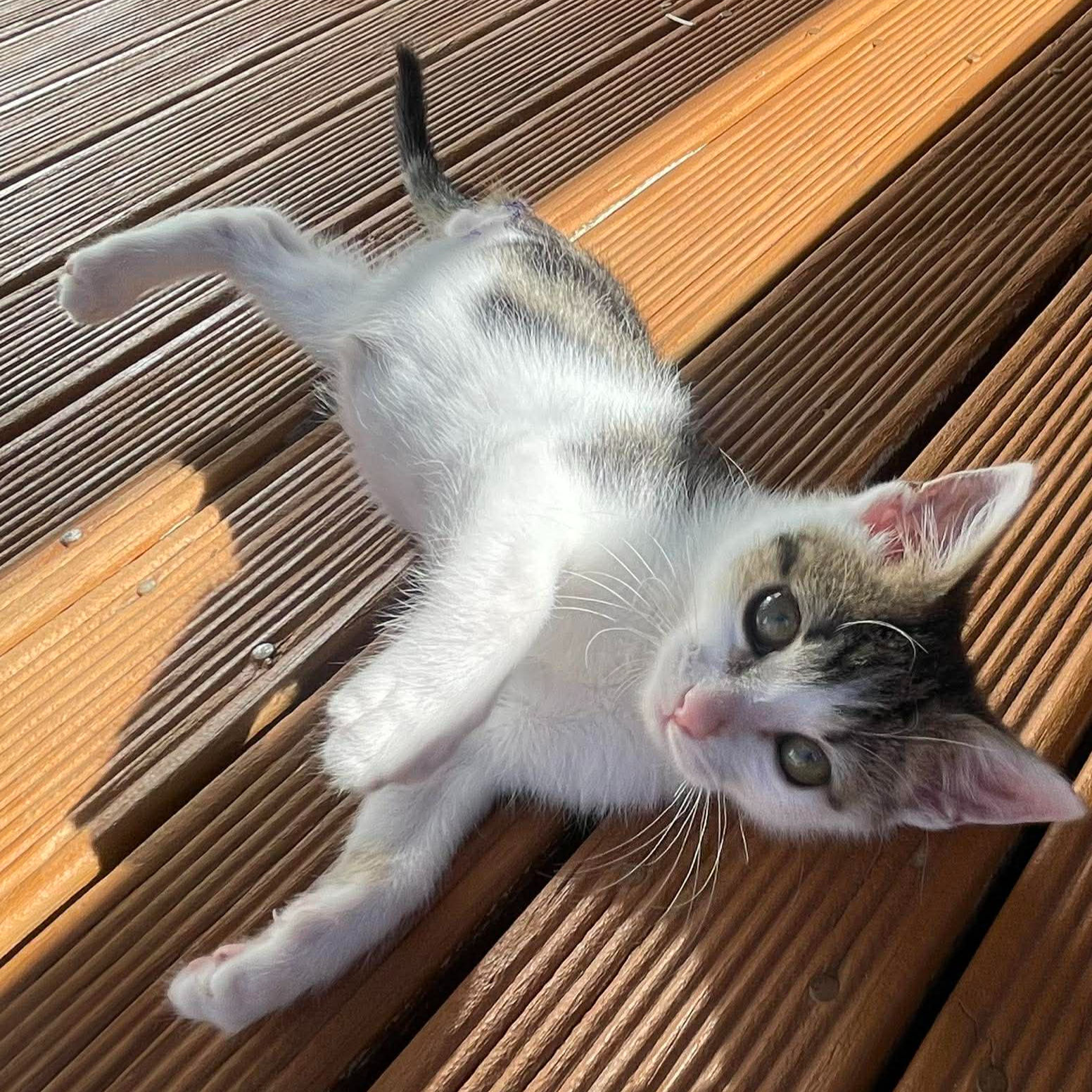 Elvis