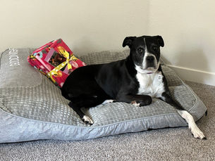 Thanksgiving Safety Tips For Our Boxer Buddies