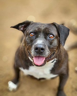 Special Needs Pit Bull available for adoption