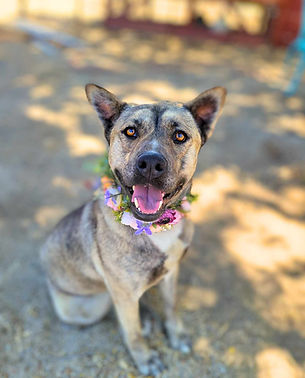 494820975_1590009941667470_7366206759052933364_n (1).jpg